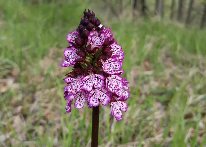 That's - L'incanto Della Valle *