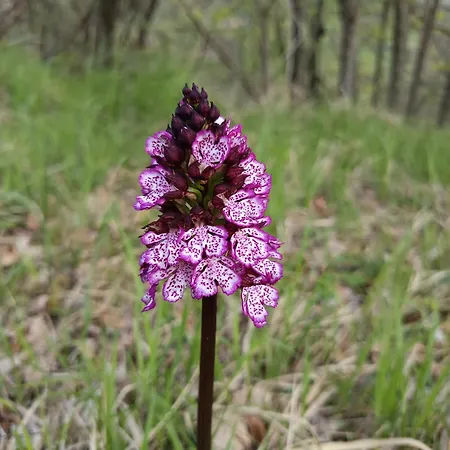 That's - L'incanto Della Valle *