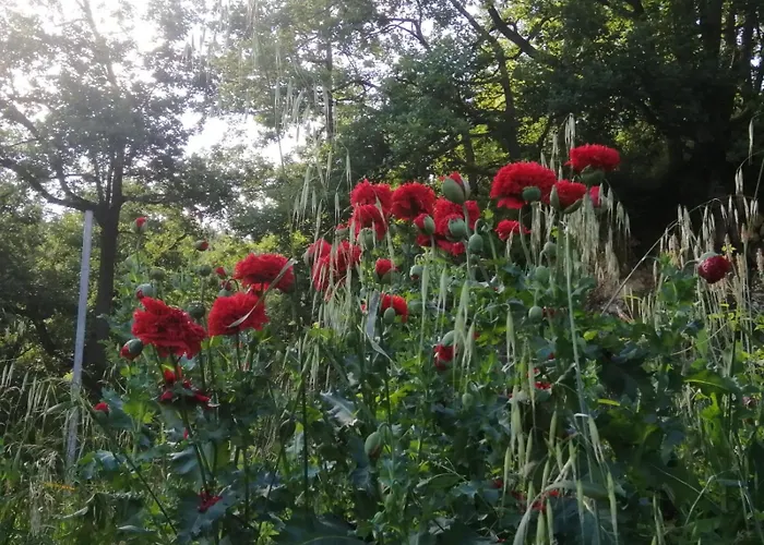 That's - L'incanto Della Valle